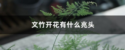 文竹开花有什么兆头