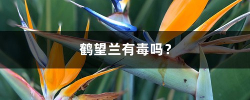 鹤望兰有毒吗？