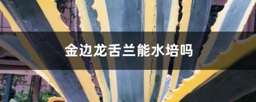 金边龙舌兰能水培吗