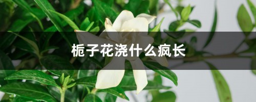 怎么让栀子花疯长，花开爆满盆！