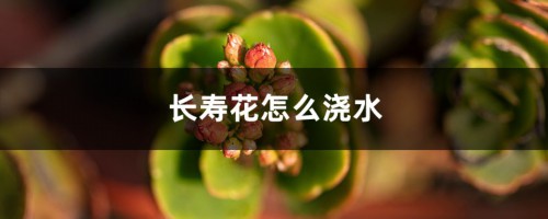 长寿花怎么浇水