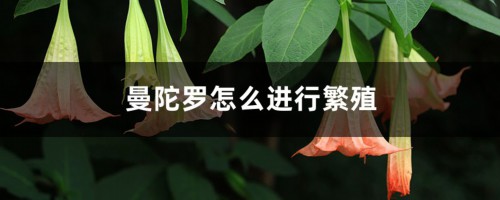 曼陀罗怎么进行繁殖